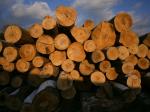 Hêtre Découpages | Bois dur | Sciages | Nagy Bertold egyéni vállalkozó