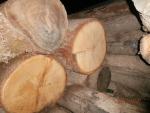 Chêne Rondin de sciage | Bois dur | Grumes | Lesprom-ug