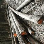 Sapin rouge - Grumes