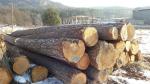 Pin Rondin de sciage | Bois tendre | Grumes | Ivan Tadian Drevinka