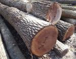 Noyer Rondin de sciage |  Bois dur | Grumes | Adam
