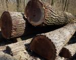 Noyer Rondin de sciage |  Bois dur | Grumes | Adam
