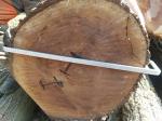 Noyer Rondin de sciage |  Bois dur | Grumes | Adam