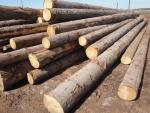 Épicéa Rondin de sciage | Bois tendre | Grumes | TRANS-WOOD