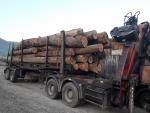 Chêne Bois de tronc | Bois dur | Grumes | FIGULI, s.r.o.