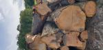 Cerisier Rondin de sciage |  Bois dur | Grumes | 19th-Wood s.r.o.