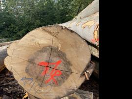 Hêtre Rondin de placage |  Bois dur | Grumes | SF WOOD, s. r. o.