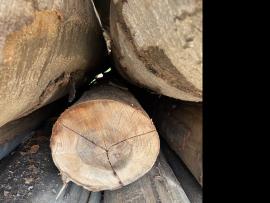 Hêtre Rondin de placage |  Bois dur | Grumes | SF WOOD, s. r. o.