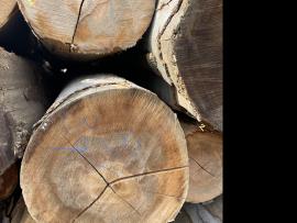 Hêtre Rondin de placage |  Bois dur | Grumes | SF WOOD, s. r. o.