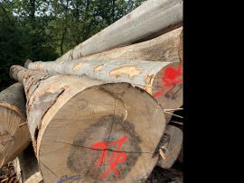 Hêtre Rondin de placage |  Bois dur | Grumes | SF WOOD, s. r. o.