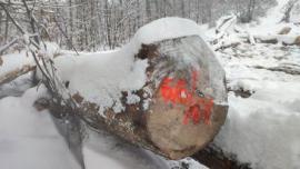 Érable Rondin de sciage |  Bois dur | Grumes | Gazdovské lesy-Vyšná Rybnica poz. spol.