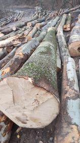 Érable Rondin de sciage |  Bois dur | Grumes | Gazdovské lesy-Vyšná Rybnica poz. spol.