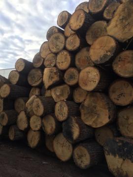 Chêne Rondin de placage | Bois dur | Grumes | D&C SNEGL