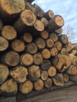 Chêne Rondin de placage | Bois dur | Grumes | D&C SNEGL