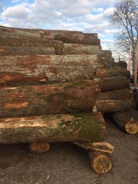 Chêne Rondin de placage | Bois dur | Grumes | D&C SNEGL