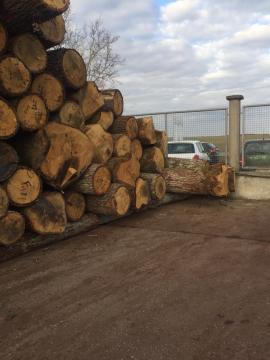 Chêne Rondin de placage | Bois dur | Grumes | D&C SNEGL