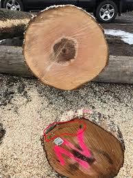 Eucalyptus Rondin de placage |  Bois dur | Grumes | SCOPULUS Handels-und Dienstleistungs GmbH 