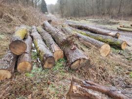 Chêne Rondin de sciage |  Bois dur | Grumes | Bartoš Gašpar - Biofire