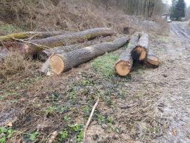 Chêne Rondin de sciage |  Bois dur | Grumes | Bartoš Gašpar - Biofire