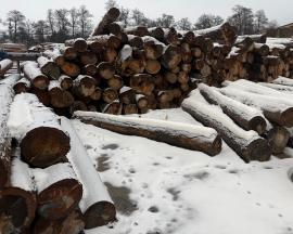 Épicéa Bois à papier |  Bois tendre | Grumes | mku