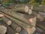 Chêne Rondin de sciage | Bois dur | Grumes | P.P.H.U DAN-DREW