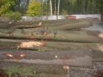 Chêne Rondin de sciage | Bois dur | Grumes | P.P.H.U DAN-DREW